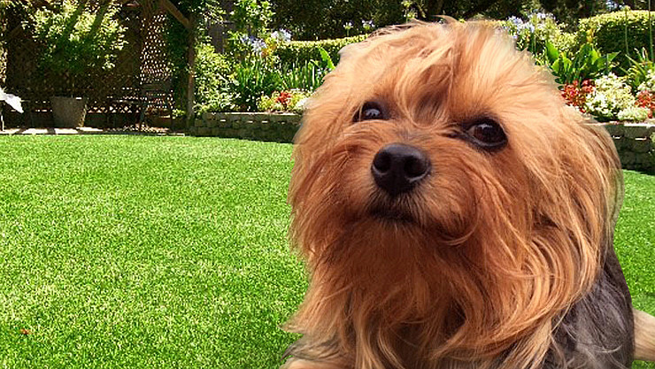 The Benefits Of Artificial Grass For Dogs