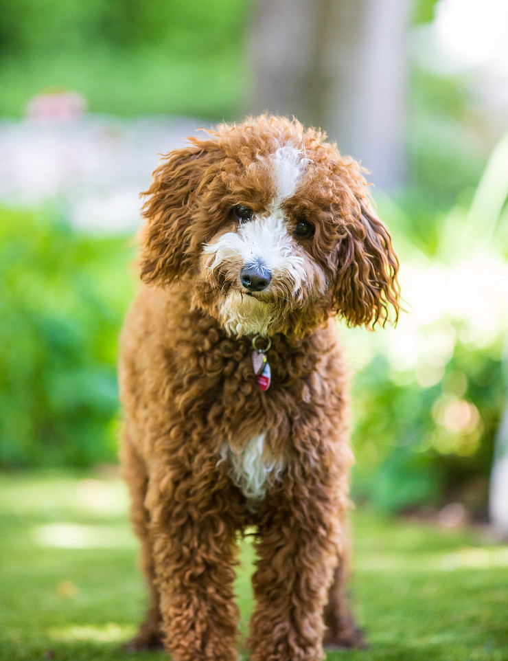 Artificial Turf for Pets on the Rise